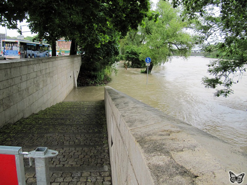 Hochwasser Donau Ingolstadt Juni 2013 - 3