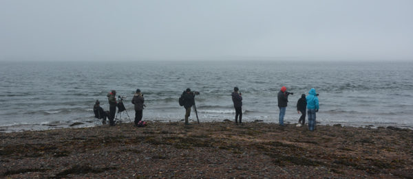 2016 Schottland Chanonry Point bei Moray Firth
