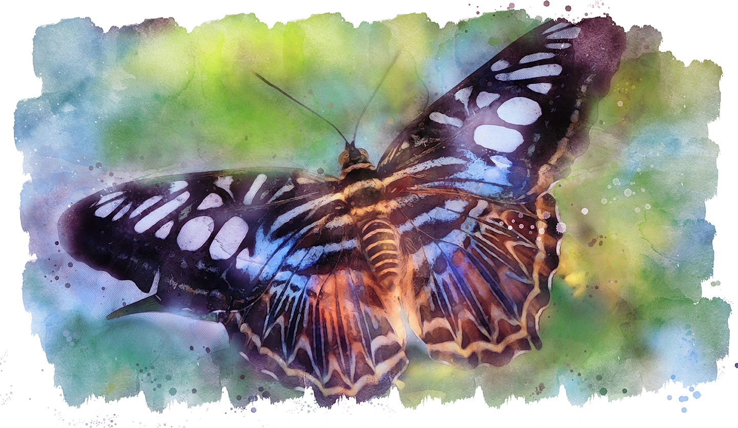 schmetterling