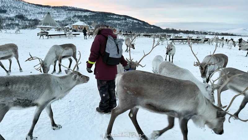 norwegen rentiere tromso