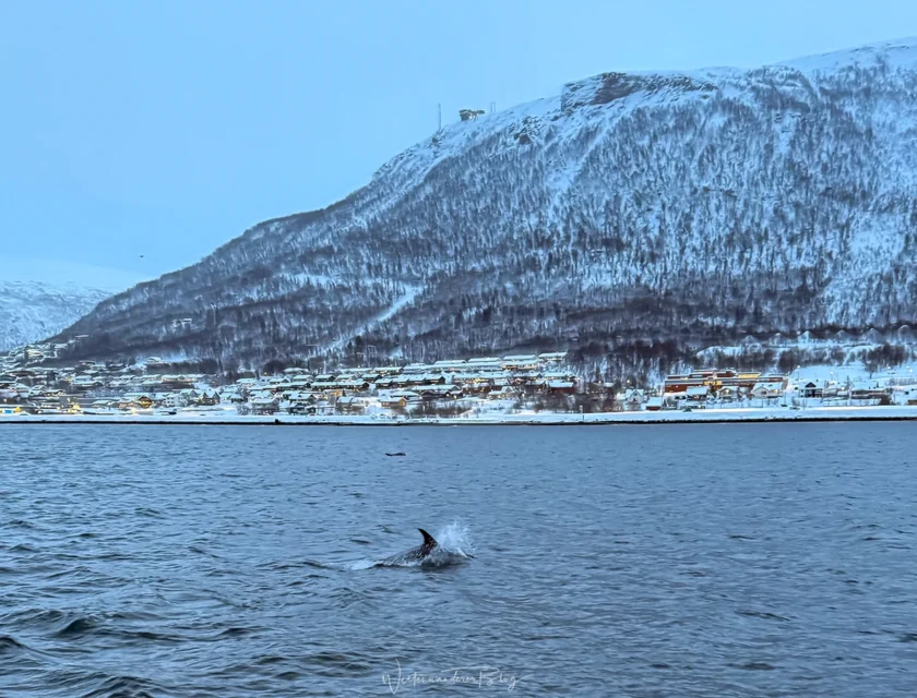 norwegen tromso delfine