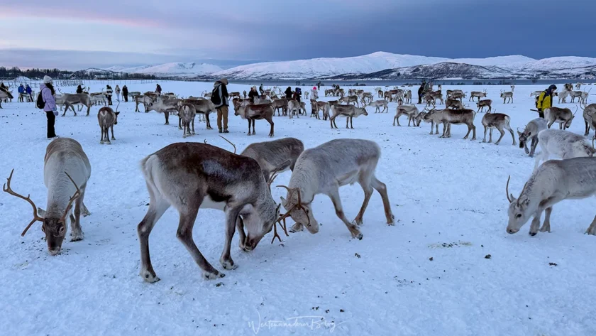 tromso arctic reindeer