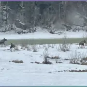 Die große Elchwanderung in Schweden: Wenn die Riesen des Nordens aufbrechen