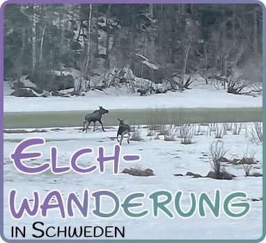 elchwanderung