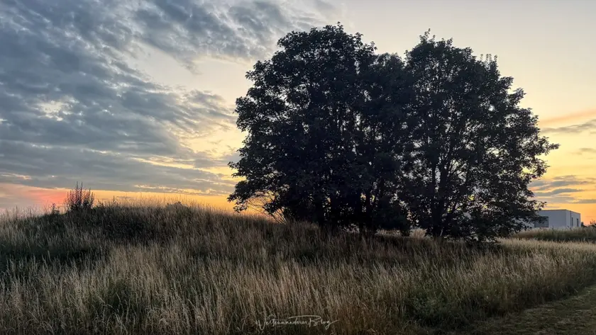 sonnenuntergang baum