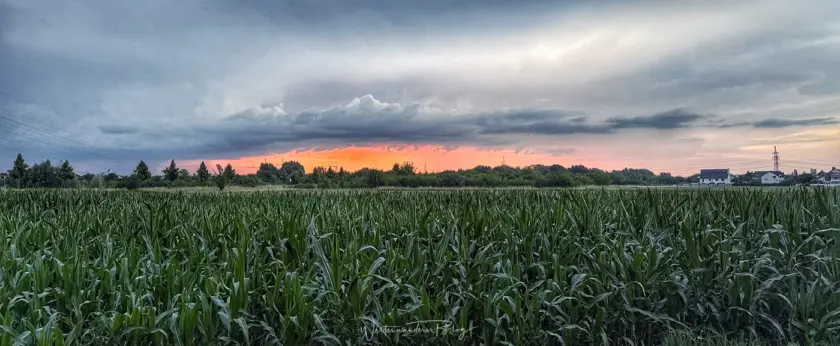 sonnenuntergang baum