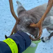 tromso arctic reindeer
