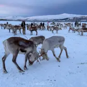 tromso arctic reindeer