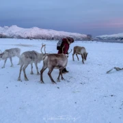 tromso arctic reindeer