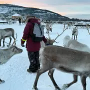 tromso arctic reindeer fütterung