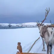 tromso arctic reindeer schlittenfahrt