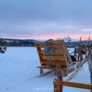 tromso arctic reindeer schlittenfahrt