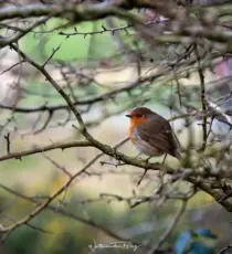 irland 2026 glendalough