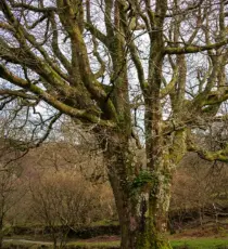 irland 2026 glendalough